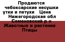 Продаются чебоксарские несушки утки и петухи › Цена ­ 500 - Нижегородская обл., Семеновский р-н Животные и растения » Птицы   